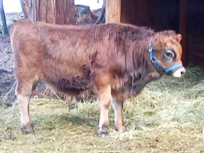 A2/A2 Mini Jersey cows for sale, A2/A2 Purebred Mini Jersey dairy family milk cows at North Woods Homestead, Purebred Mini Jersey Society, Polled Bulls, A2/A2 Miniature Jersey bulls for AI