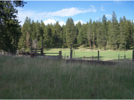 Mini Jersey pasture in north Idaho at North Woods Homestead
