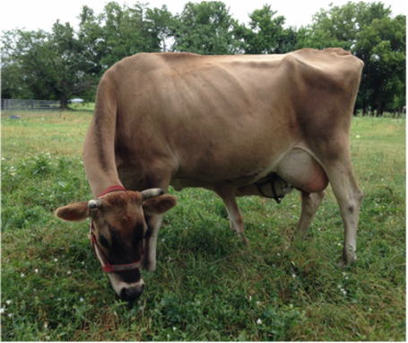 Buttermilk pure Jersey trained family milk cow foundation of our herd