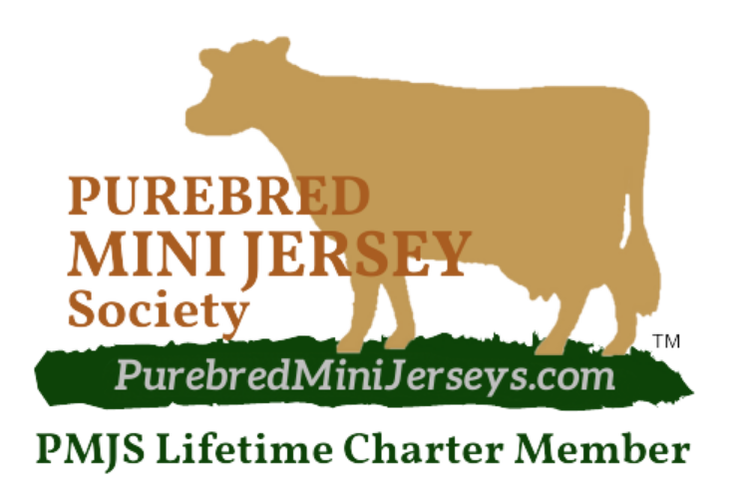 PMJS - Open Herd Book Registry accepting applications with BBR for Purebred Mini Jersey Society Registry of Miniature Jersey Dairy Cows.  PurebredMiniJerseys.com