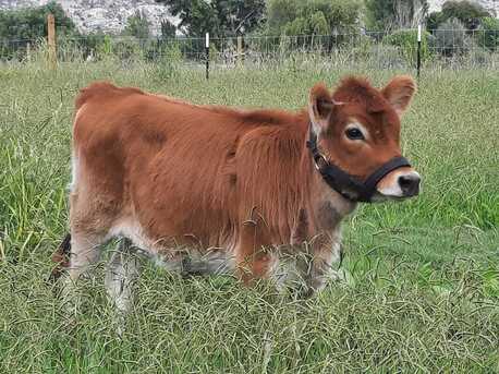 Picture A2/A2 Mini Jersey BBR100 PMJS Purebred Mini Jersey Society milk dairy cow