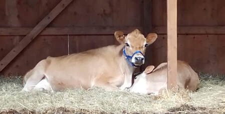 2/A2 Purebred Mini Jersey dairy family milk cows at North Woods Homestead, Purebred Mini Jersey Society, Polled Bulls.