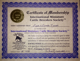 IMCBR International Miniature Cattle Breeders Society and Registry of Mini Jersey cows and Scottish Highlands