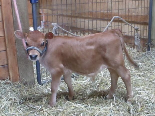 Purebred Mini Jersey Family Cow for Sale, NWHomestead.com