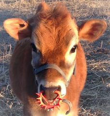Easy Wean nose ring for weaning Mini Jerseys 