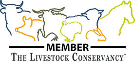 TLC The Livestock Conservancy Member for rare Salmon Faverolles chickens farm breeder