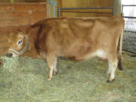 A2/A2 Purebred Mini Jersey dairy cows for families from North Woods Homestead, Priest River, Idaho, NWHomestead.com