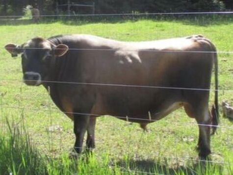 A2/A2 Mini Jersey Bull, Vanguard, Picture, A2/A2 Mini Jersey, BBR100. PMJS, Purebred Mini Jersey Society milk dairy cow