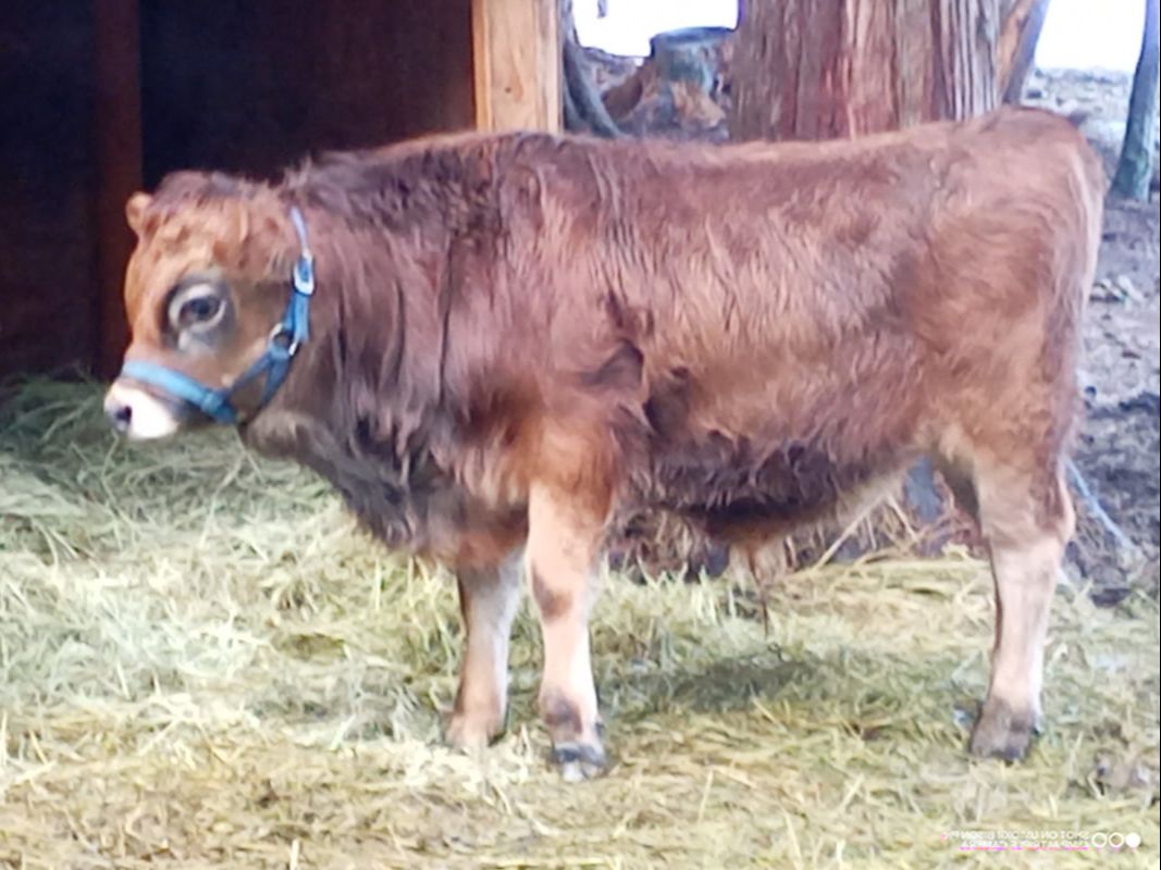 Purebred Mini Jersey Family Cow for Sale, NWHomestead.com