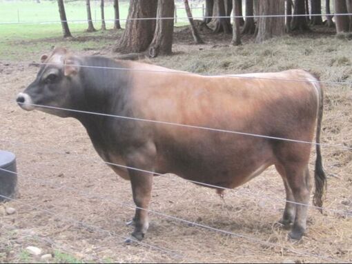A2/A2 Mini Jersey Bull, Vanguard, Picture, A2/A2 Mini Jersey, BBR100. PMJS, Purebred Mini Jersey Society milk dairy cow