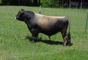 A2/A2 Polled Purebred Mini Jersey milk cows & Miniature Jersey breeding bulls with BBR100 & AI straws at North Woods Homestead in Idaho, USA, NWHomestead.com