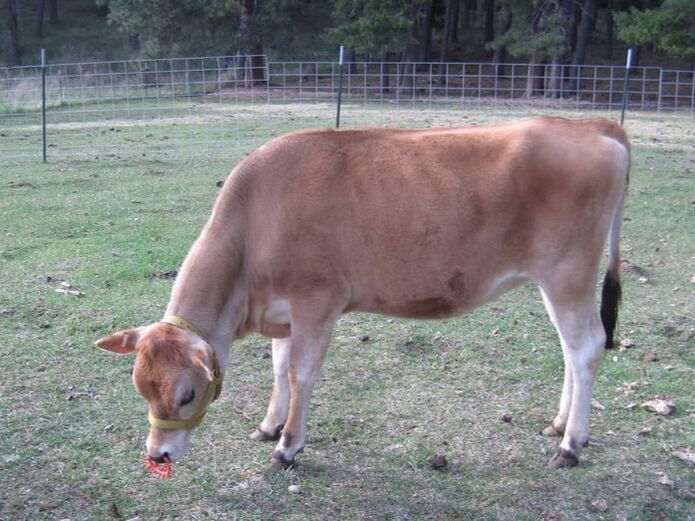 A1/A2 Polled PMJS Purebred Mini Jersey heifer Thistle, milk cows at North Woods Homestead in Idaho, USA, NWHomestead.com