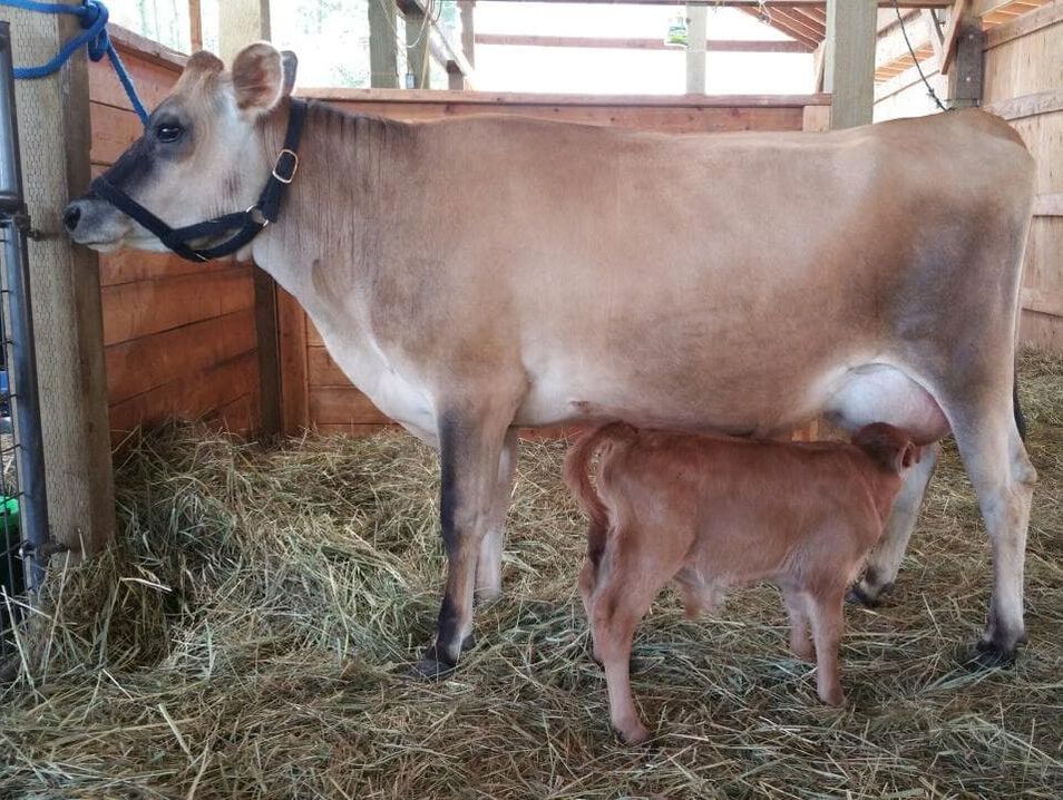 A2/A2 Mini Jersey cows for sale, Homozygous Polled PP - Purebred Mini Jersey dairy cow bull calf, NW Vanguard, at North Woods Homestead, Idaho, USA, NWHomestead.com PMJS Purebred Mini Jersey Society